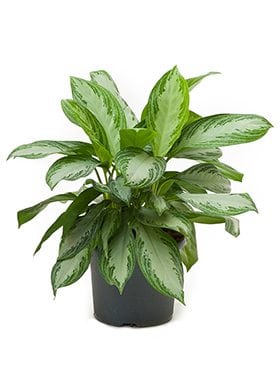 House Plants - Aglaonema - Silver Bay - Image 3