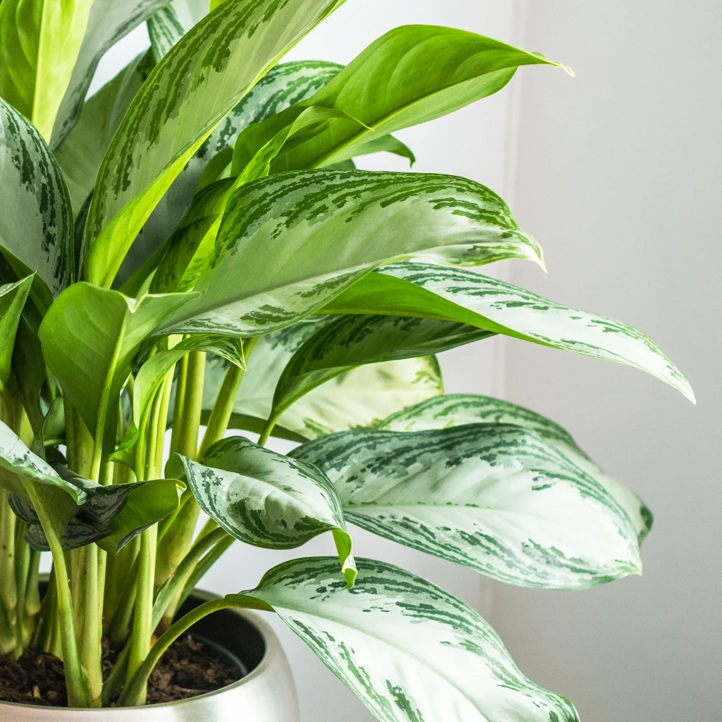 House Plants - Aglaonema - Silver Bay - Image 4