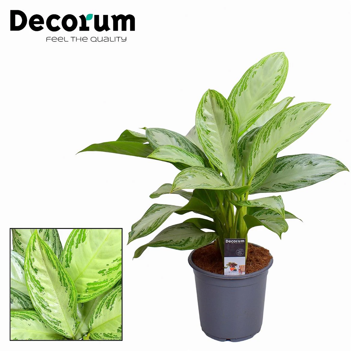 House Plants - Aglaonema - Silver Bay - Image 5
