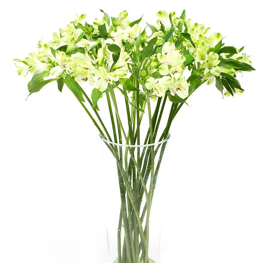 Alstroemeria - Florists Choice - Image 3