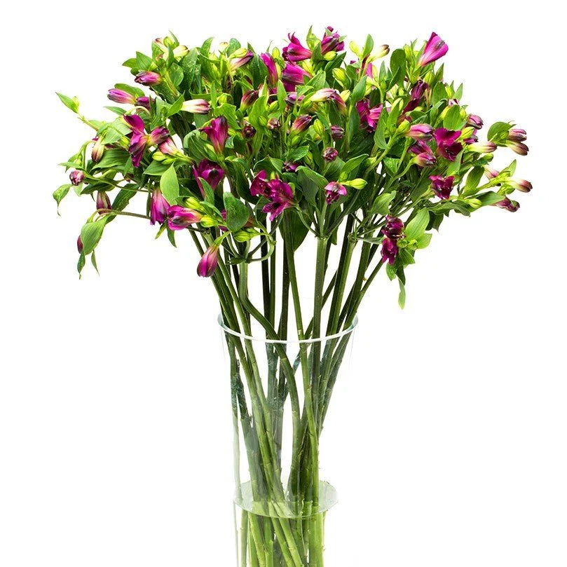 Alstroemeria - Florists Choice - Image 5
