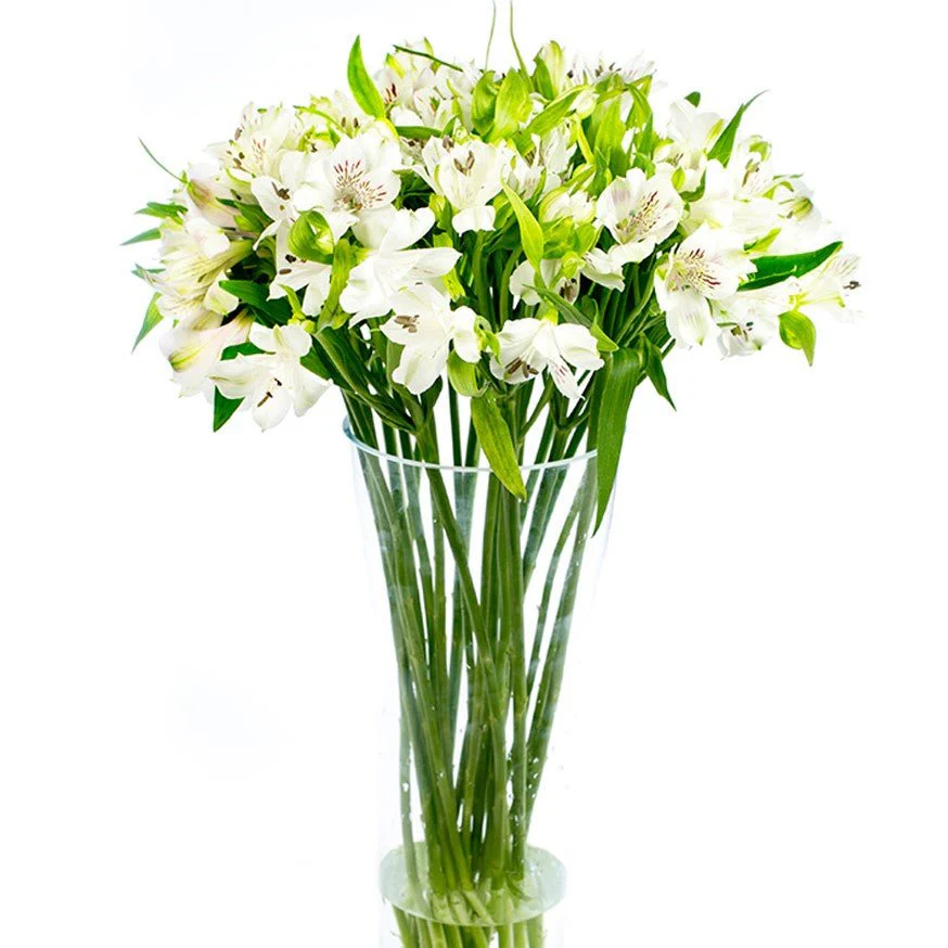 Alstroemeria - Florists Choice - Image 8
