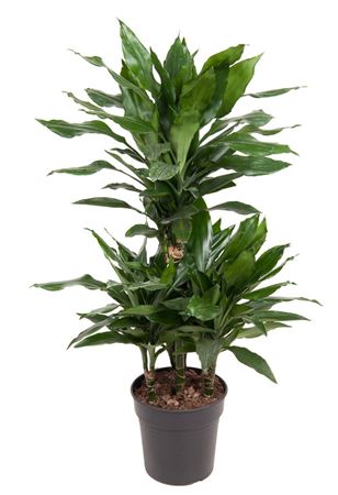 House Plants - Dracaena Fragrans - Cintho - Image 4