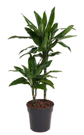 House Plants - Dracaena Fragrans - Cintho - Image 5