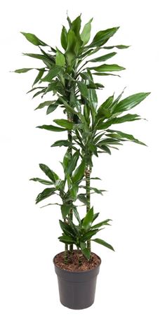 House Plants - Dracaena Fragrans - Cintho - Image 6