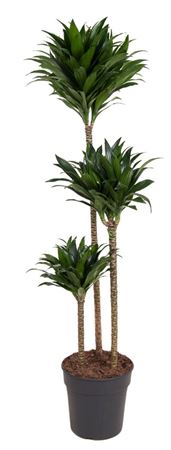 House Plants - Dracaena Fragrans - Compacta - Image 10