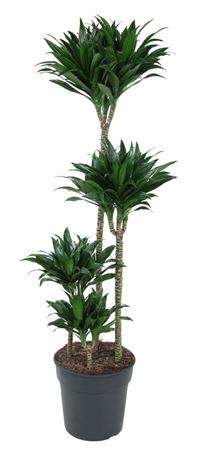 House Plants - Dracaena Fragrans - Compacta - Image 11