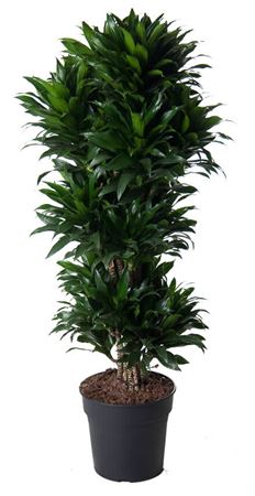 House Plants - Dracaena Fragrans - Compacta - Image 12