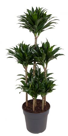 House Plants - Dracaena Fragrans - Compacta - Image 13