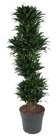 House Plants - Dracaena Fragrans - Compacta - Image 14