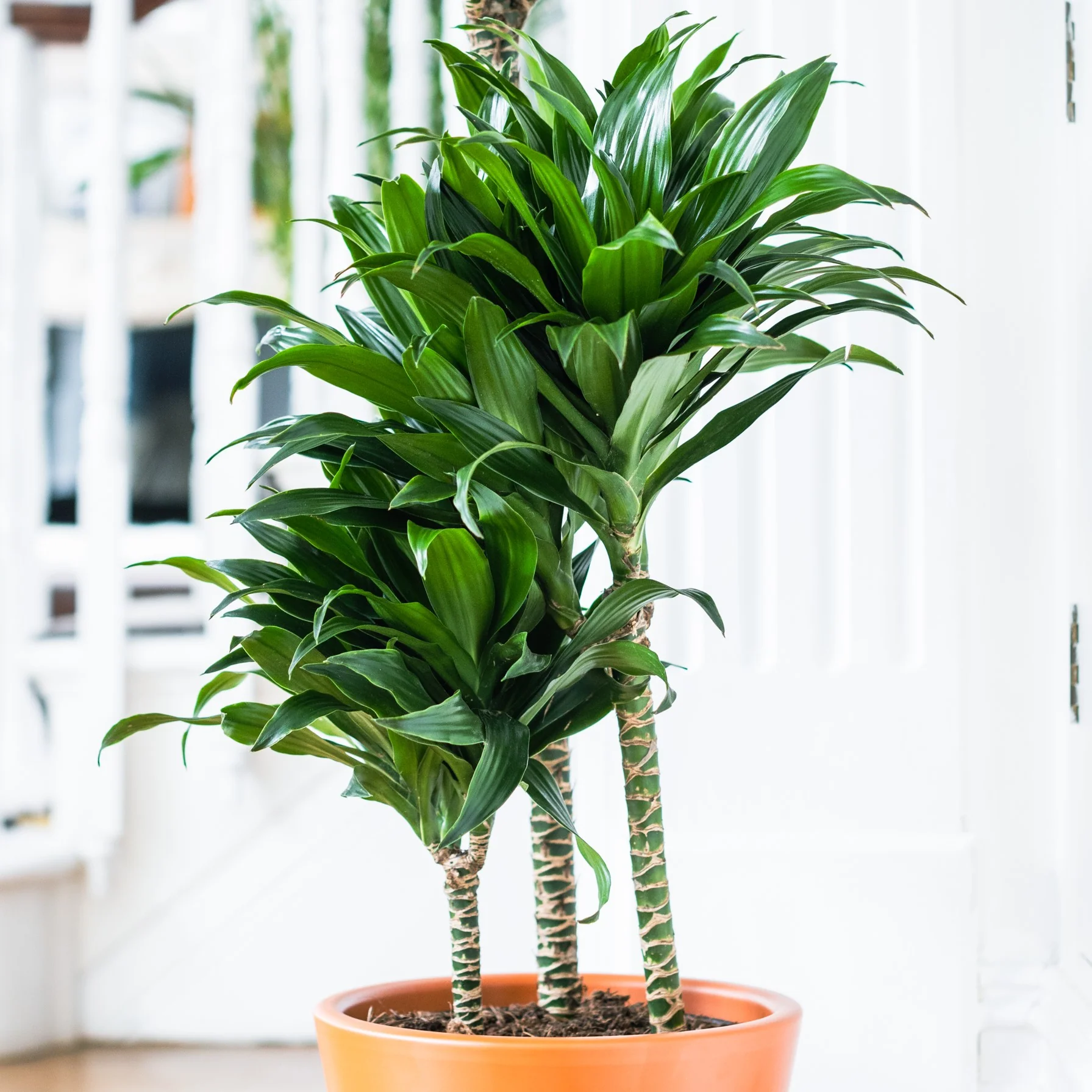 House Plants - Dracaena Fragrans - Compacta - Image 3