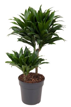 House Plants - Dracaena Fragrans - Compacta - Image 4