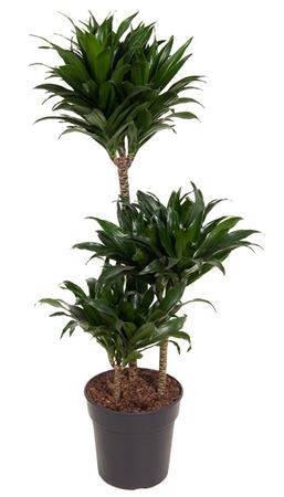 House Plants - Dracaena Fragrans - Compacta - Image 5