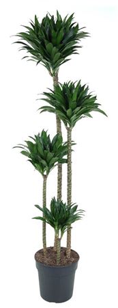 House Plants - Dracaena Fragrans - Compacta - Image 6