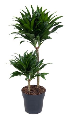 House Plants - Dracaena Fragrans - Compacta - Image 7