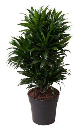 House Plants - Dracaena Fragrans - Compacta - Image 8