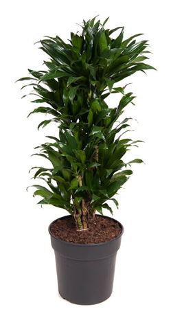 House Plants - Dracaena Fragrans - Compacta - Image 9