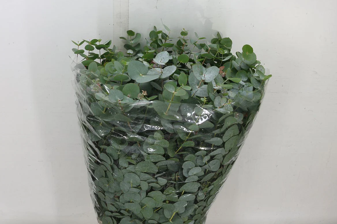 Eucalyptus Bouquets - Cinerea - Image 3