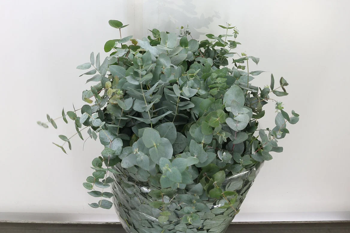 Eucalyptus Bouquets - Cinerea - Image 4