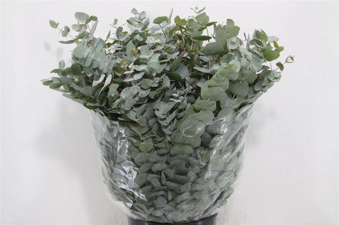 Eucalyptus Bouquets - Cinerea - Image 5