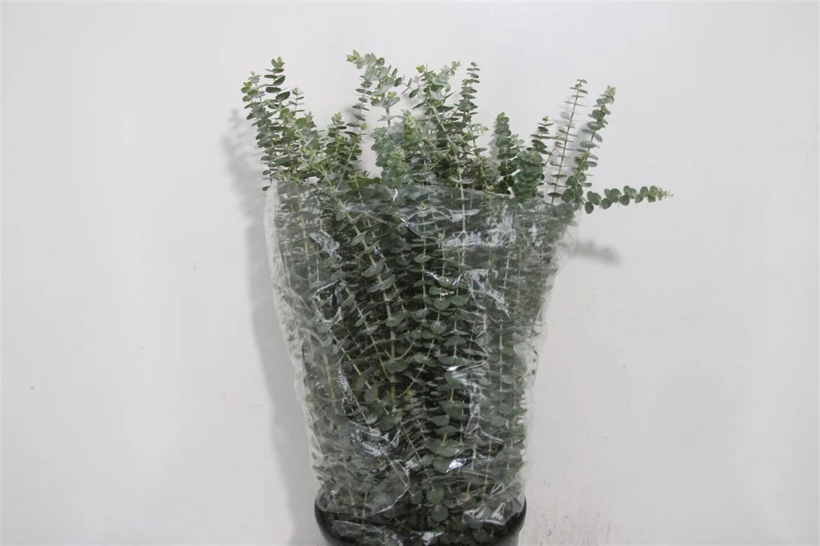 Eucalyptus Bouquets - Mixed - Image 7