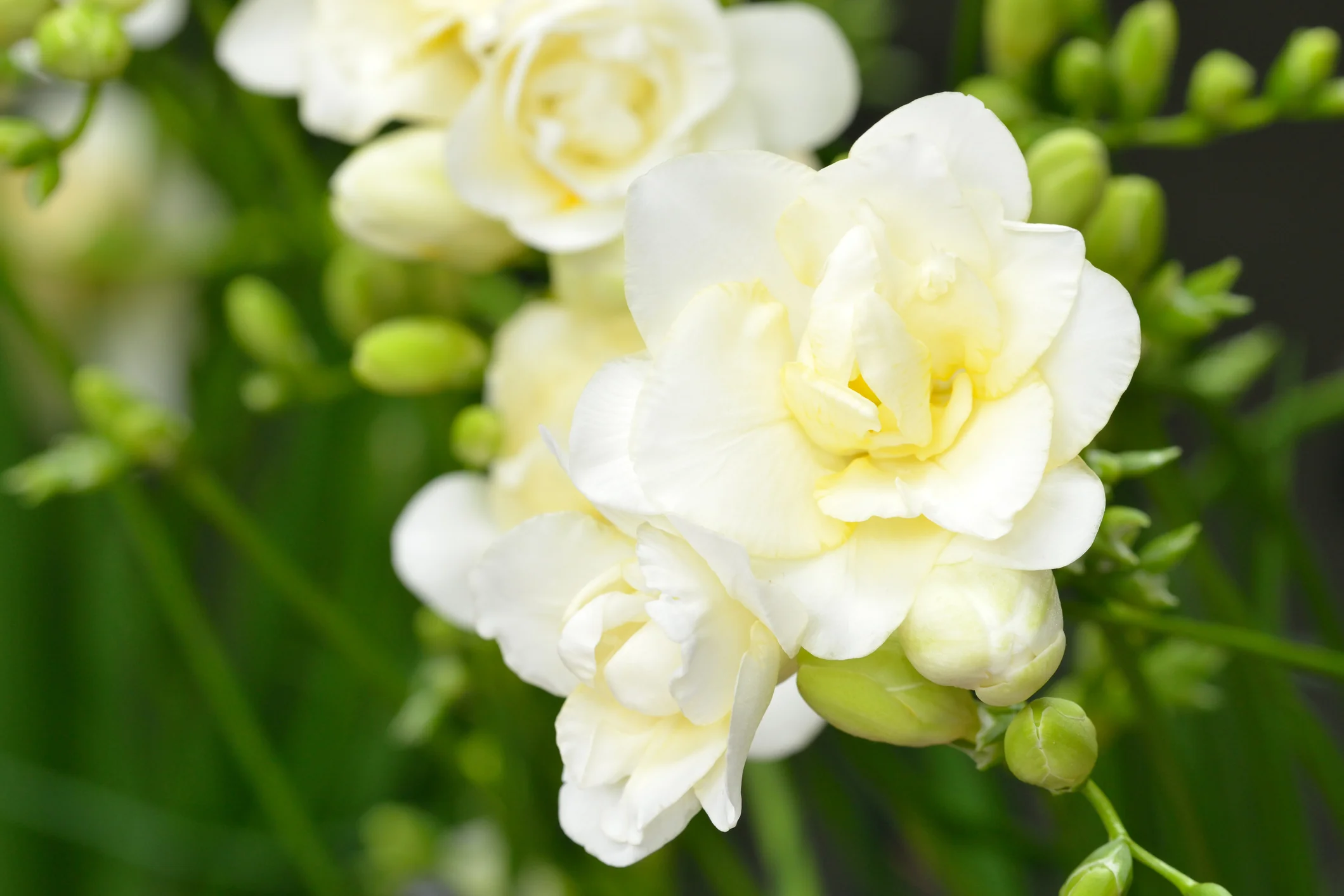 Subscription Flowers - Freesias - Image 10