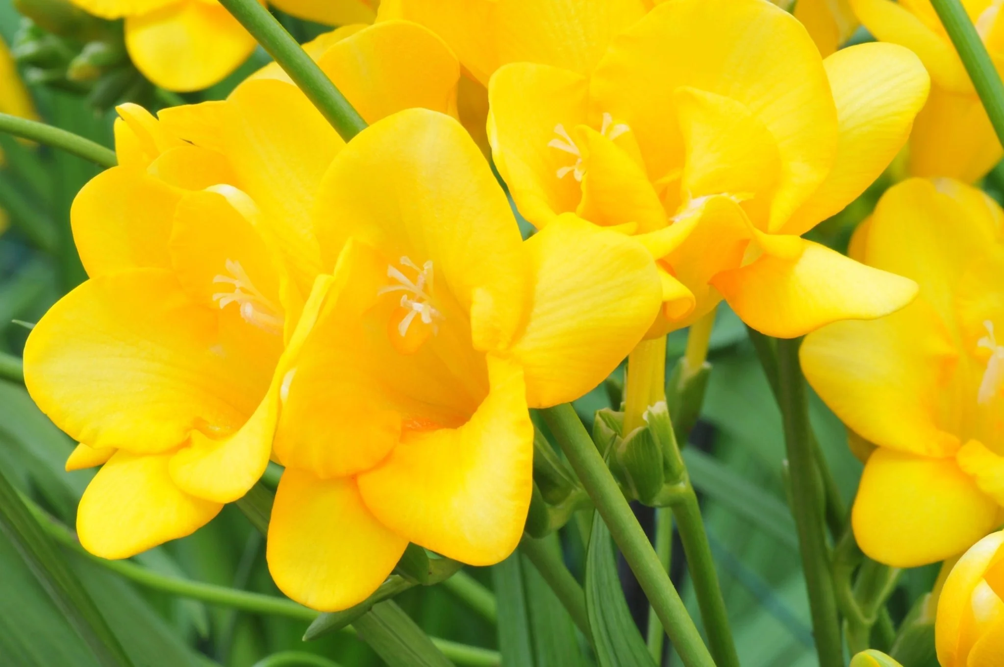 Subscription Flowers - Freesias - Image 11