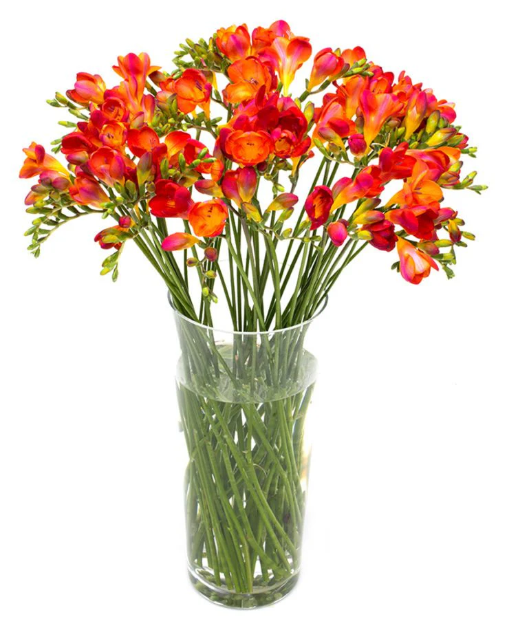 Subscription Flowers - Freesias - Image 4