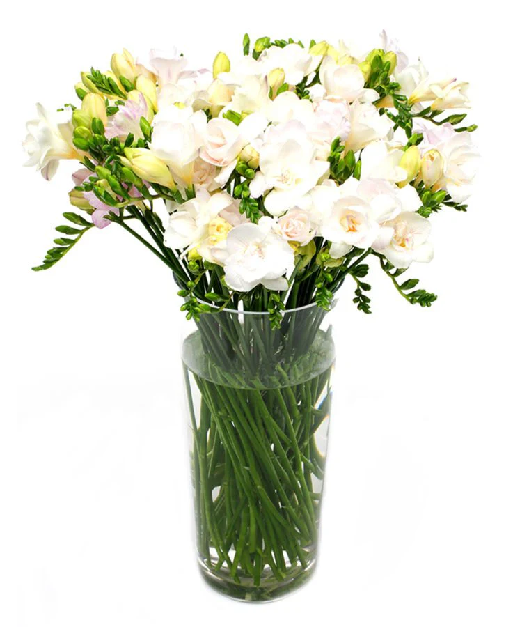 Subscription Flowers - Freesias - Image 5