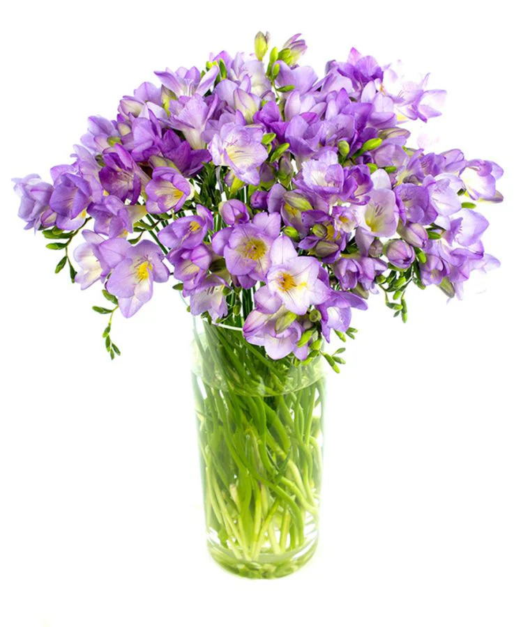 Subscription Flowers - Freesias - Image 6