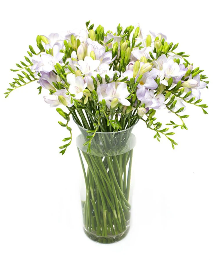 Subscription Flowers - Freesias - Image 7