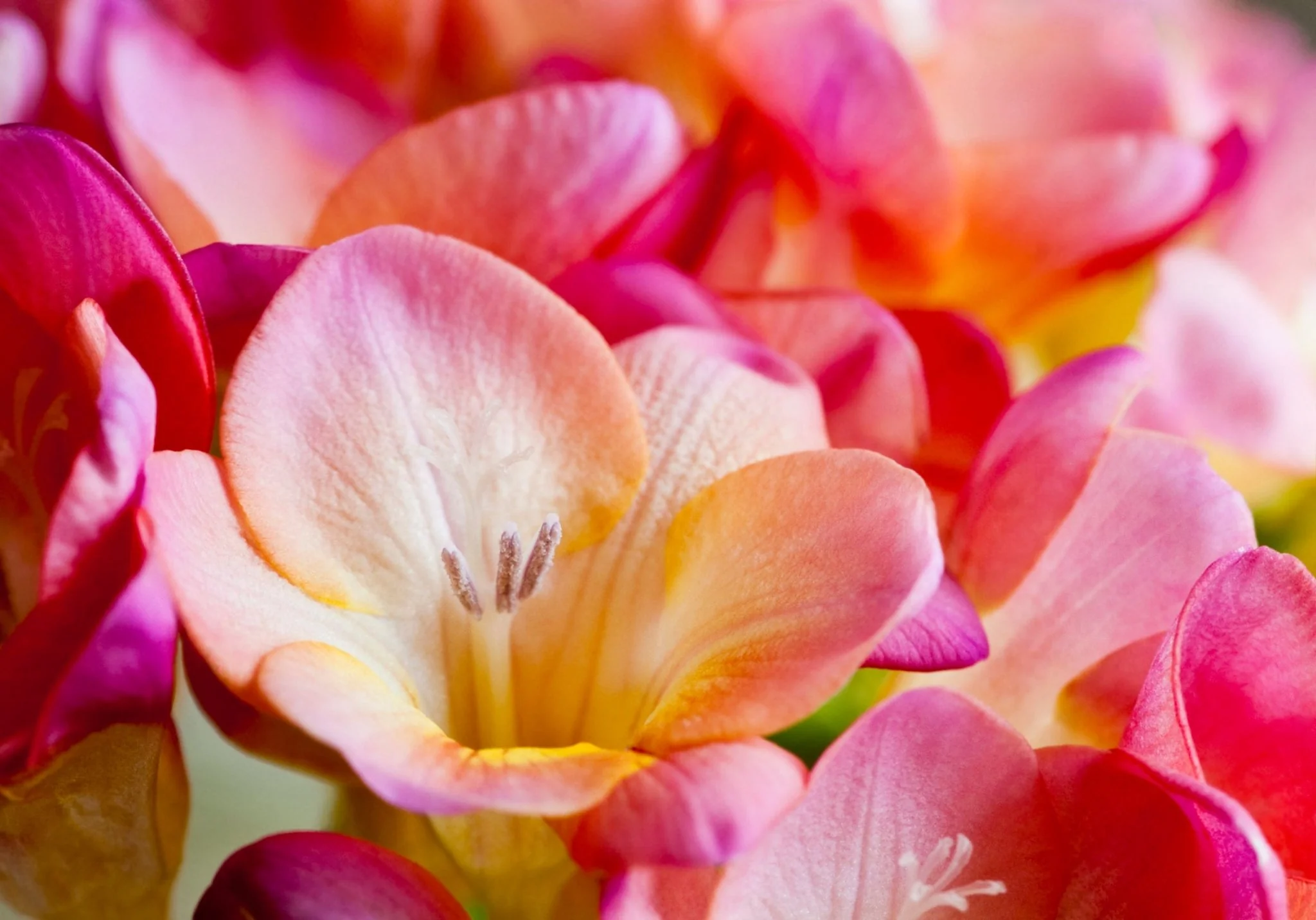 Subscription Flowers - Freesias - Image 9