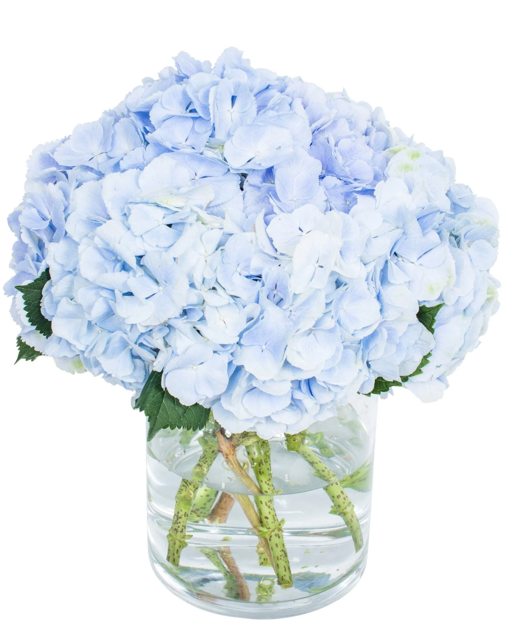 Hydrangea - Blue - Image 3