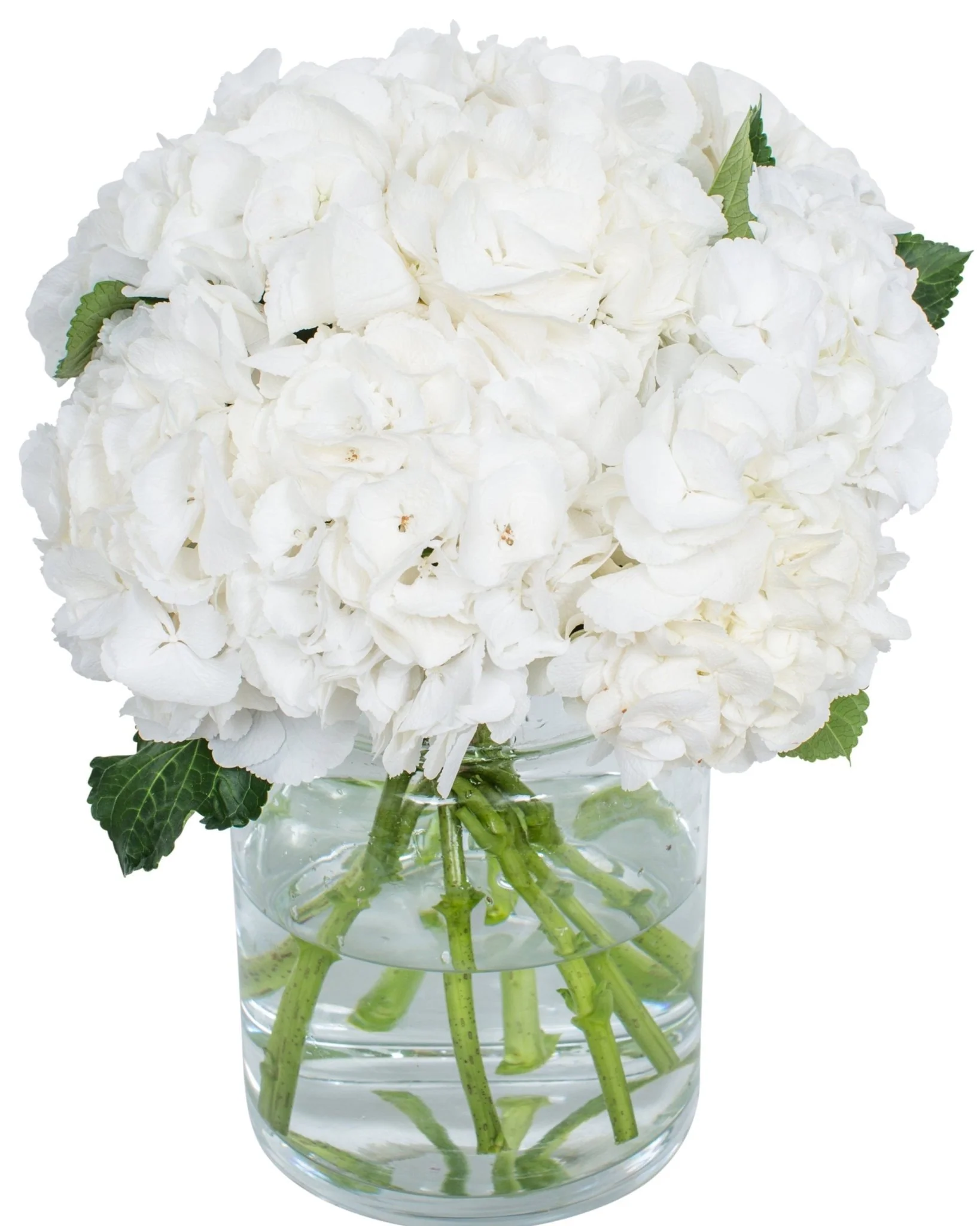 Hydrangea - Florists Choice - Image 10