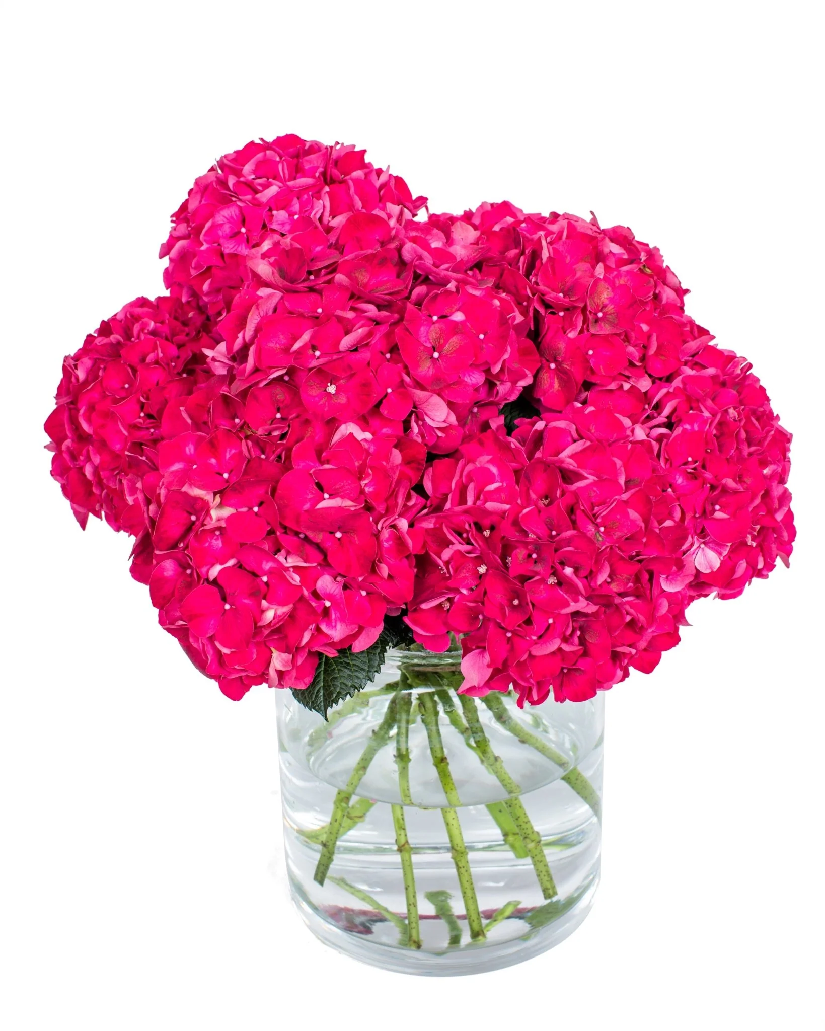 Hydrangea - Florists Choice - Image 3