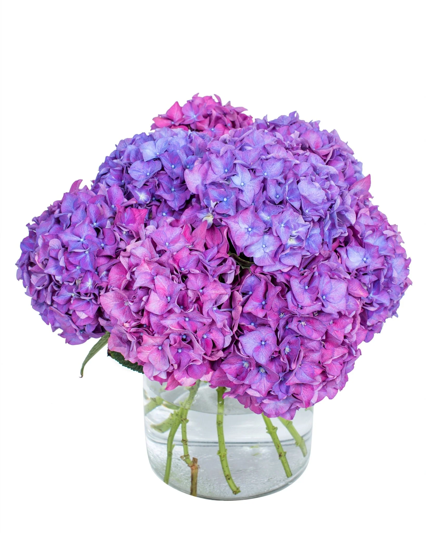 Hydrangea - Florists Choice - Image 4