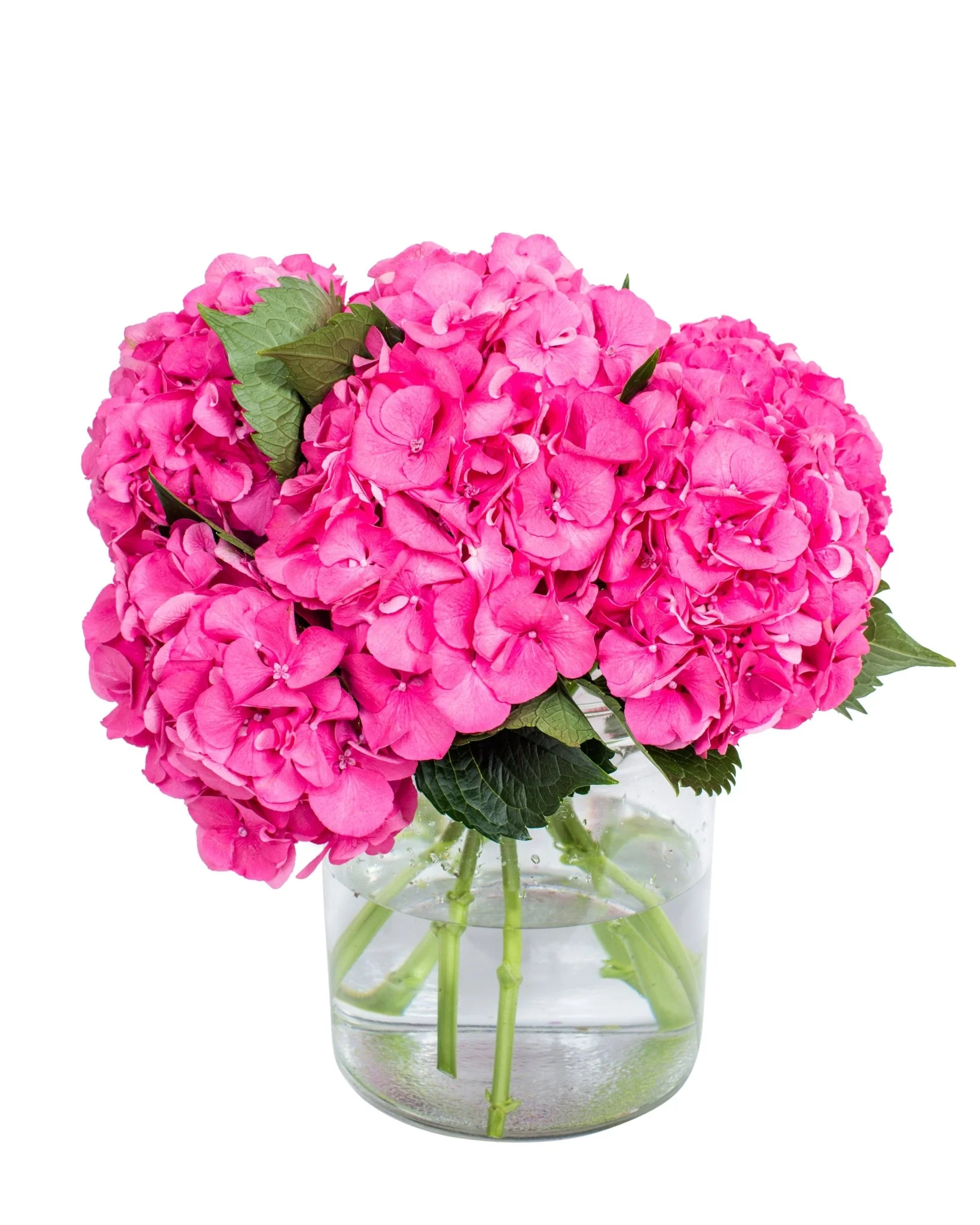 Hydrangea - Florists Choice - Image 5