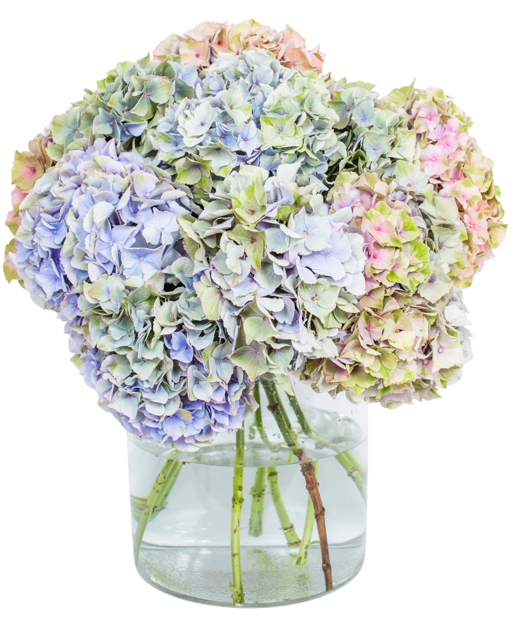 Hydrangea - Florists Choice - Image 6