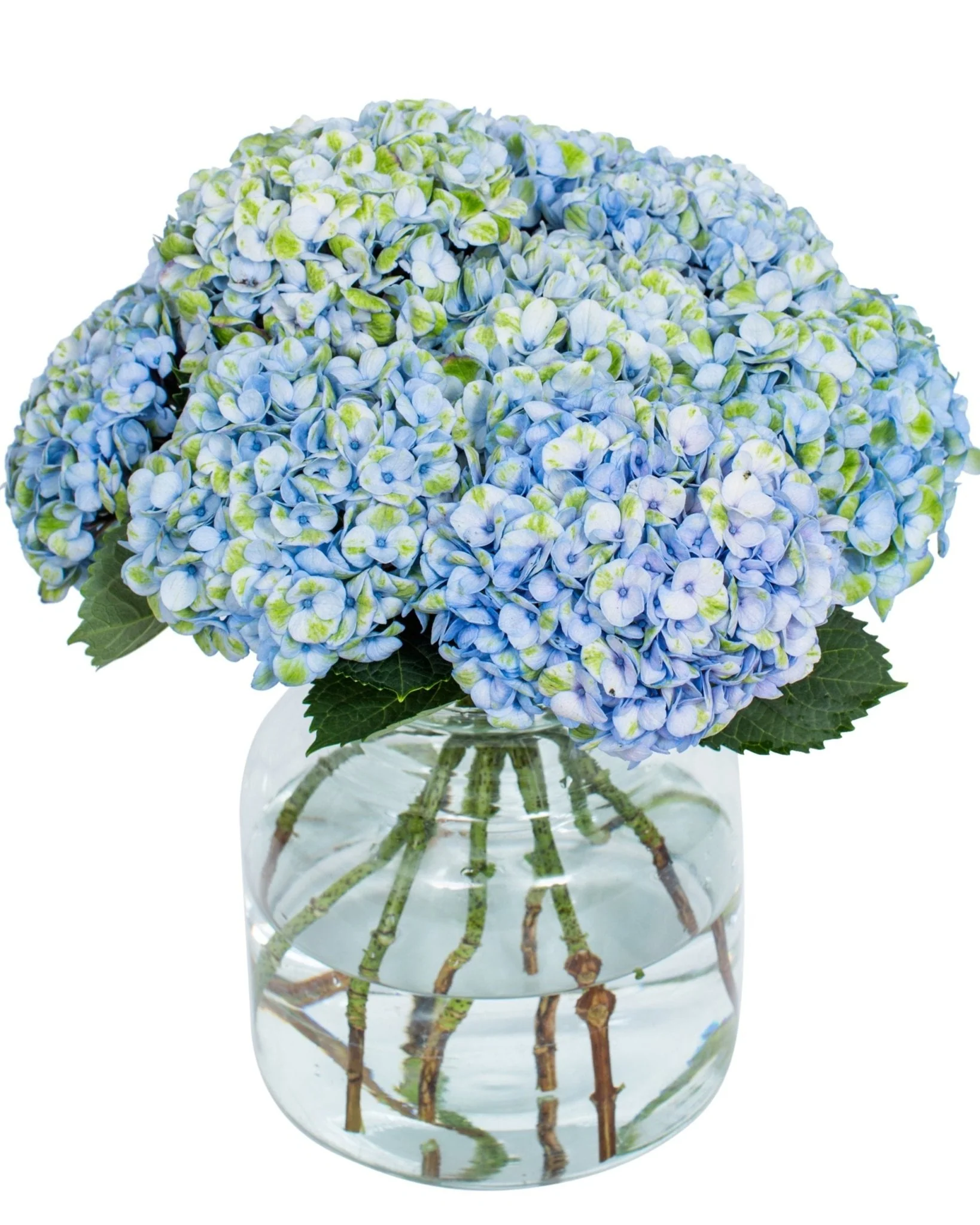 Hydrangea - Florists Choice - Image 7