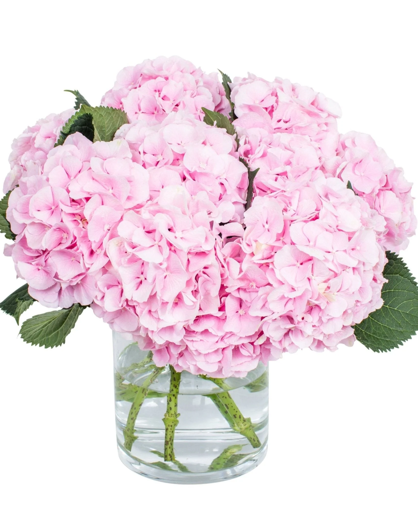 Hydrangea - Florists Choice - Image 8