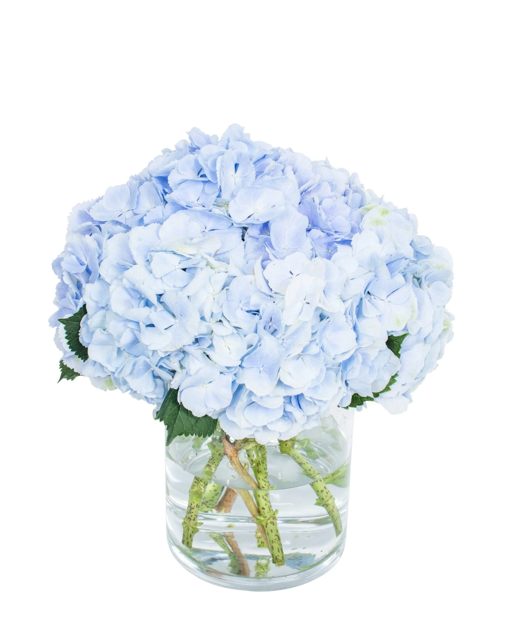 Hydrangea - Florists Choice - Image 9