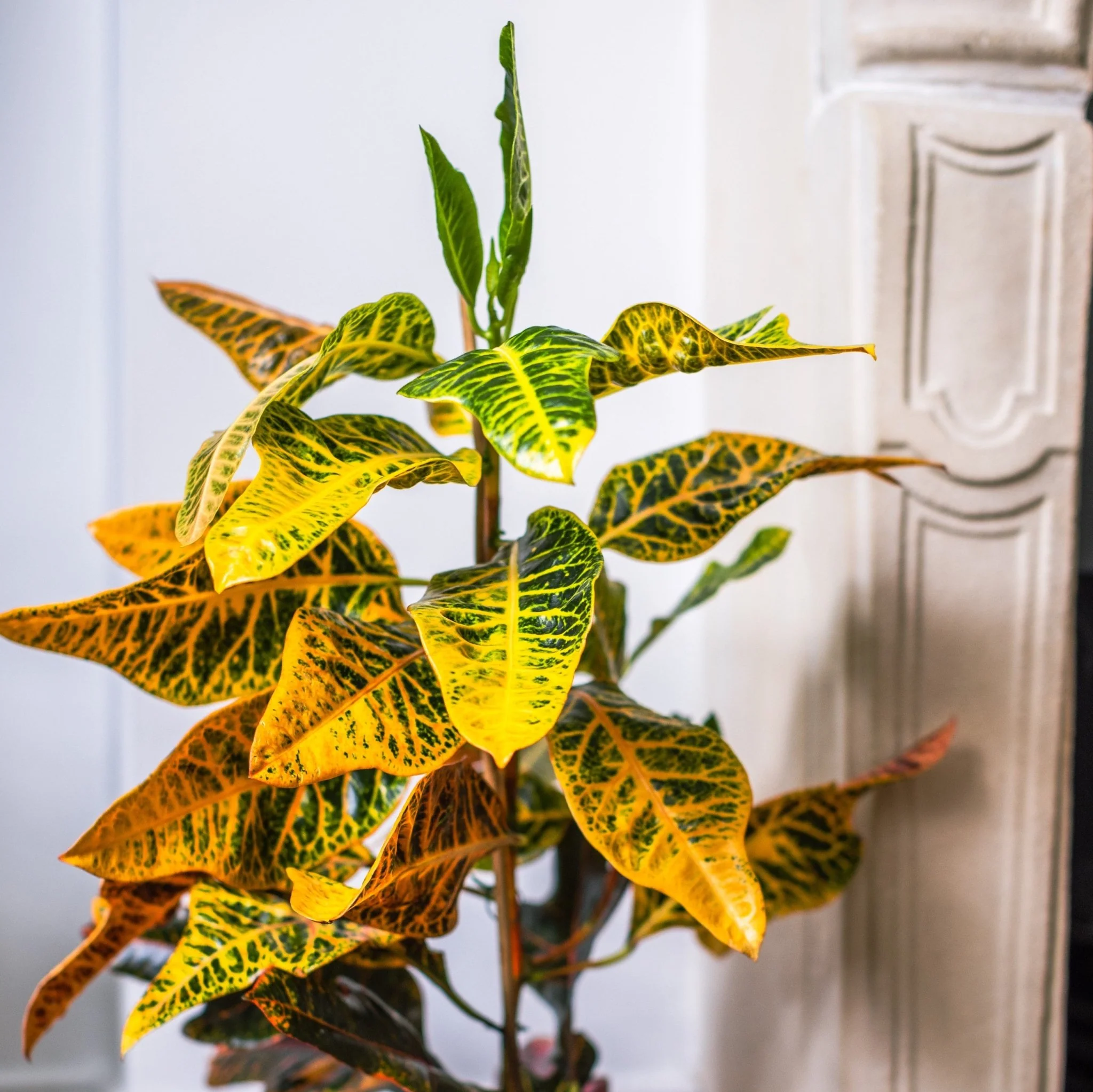 Indoor Plant Subscriptions - Ongoing - Image 11