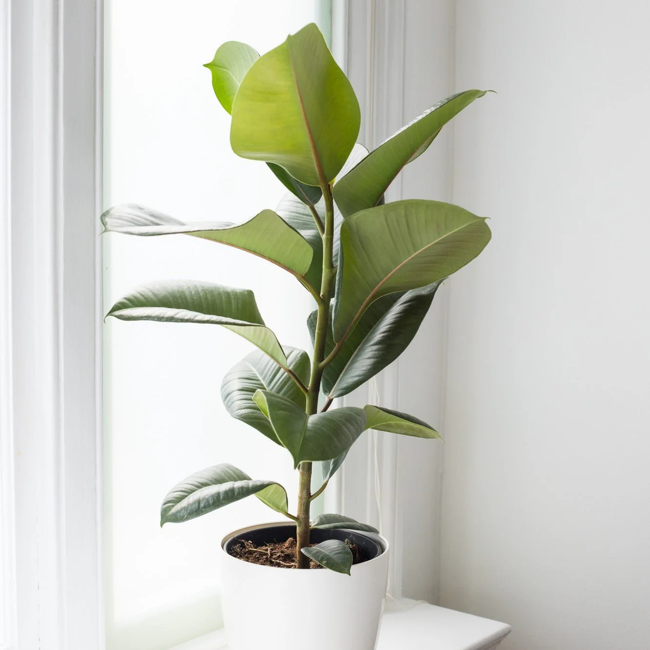 Indoor Plant Subscriptions - Ongoing - Image 13