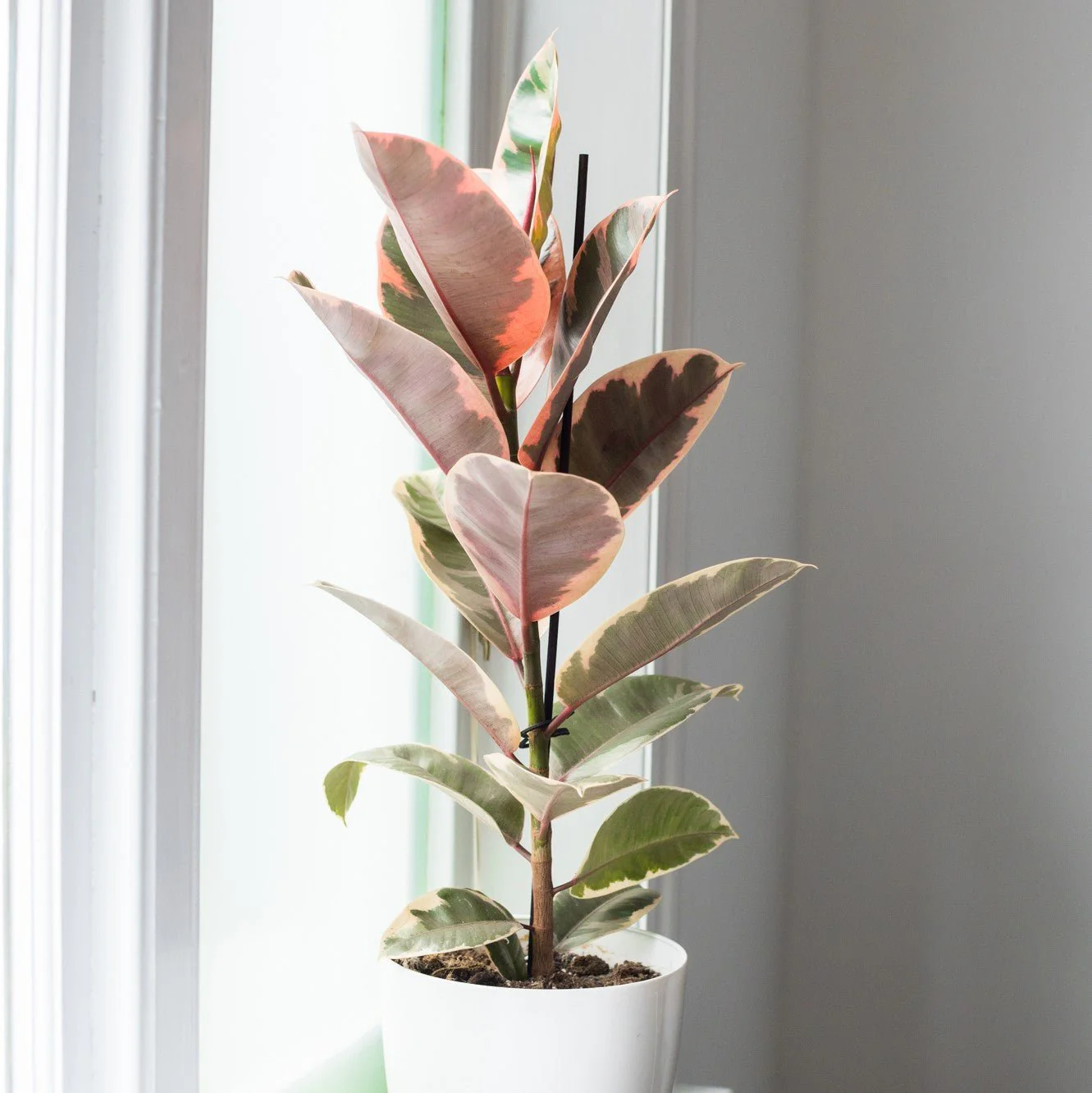 Indoor Plant Subscriptions - Ongoing - Image 14