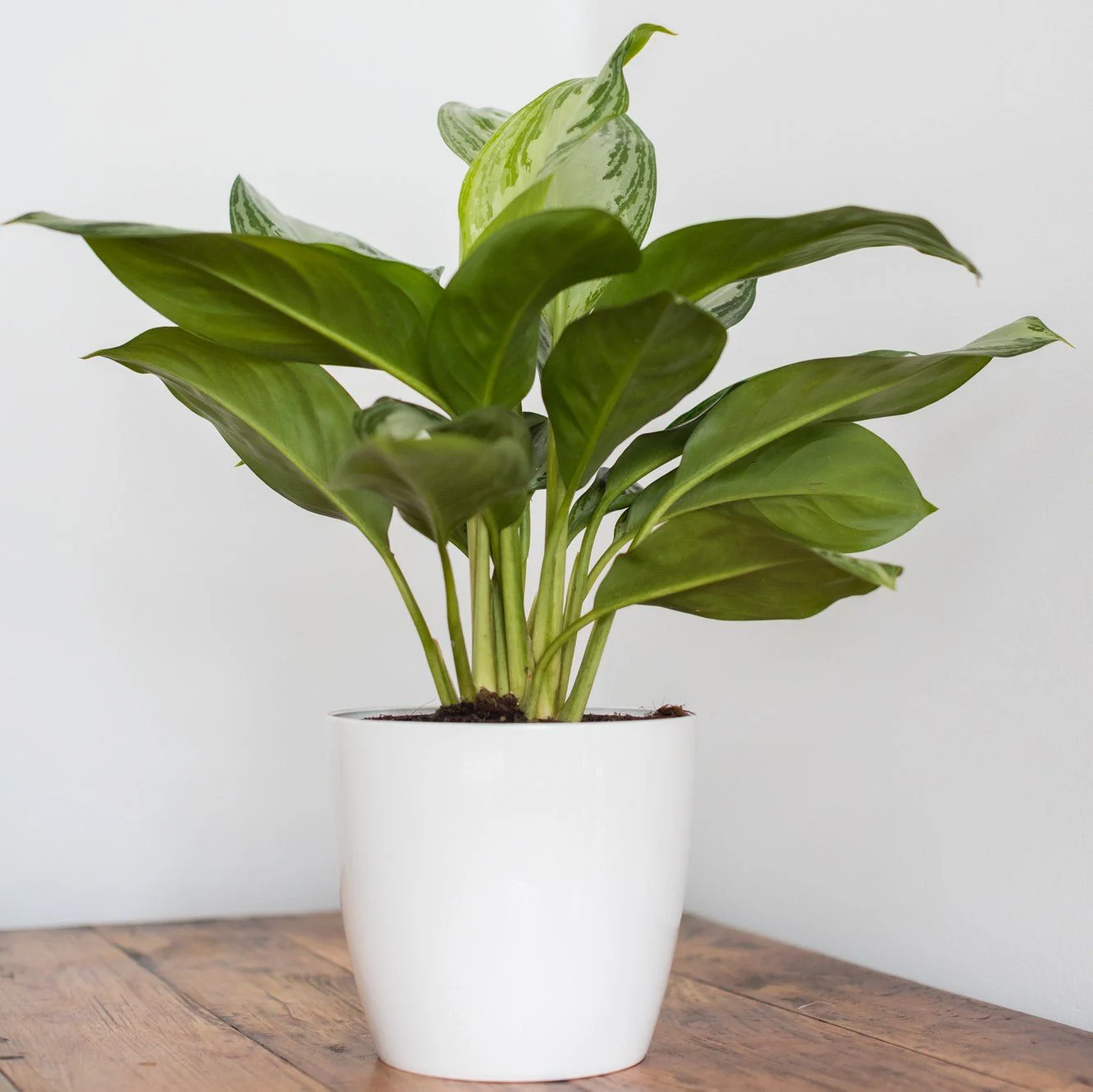 Indoor Plant Subscriptions - Ongoing - Image 15
