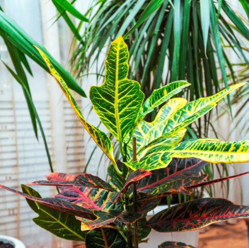 Indoor Plant Subscriptions - Ongoing - Image 3