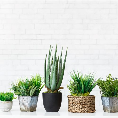 Indoor Plant Subscriptions - Ongoing - Image 5