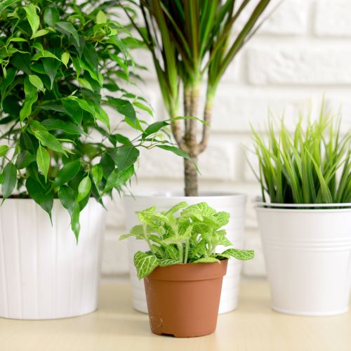 Indoor Plant Subscriptions - Ongoing - Image 7