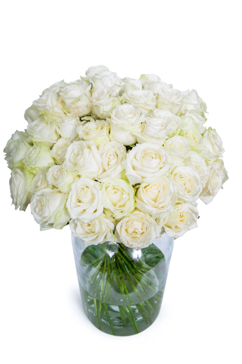 Roses - Long Stemmed - White - Image 7