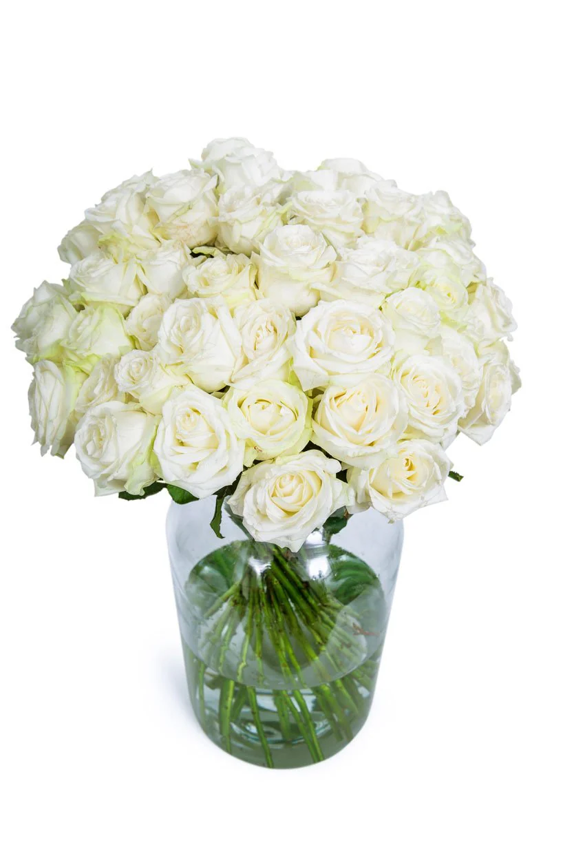 Roses - Long Stemmed - White - Image 8